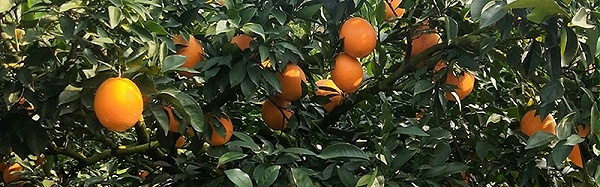 橙子用什么肥料好,风光农业水溶肥