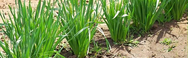 韭菜不同时期需肥原则及施肥方法,风光农业水溶肥
