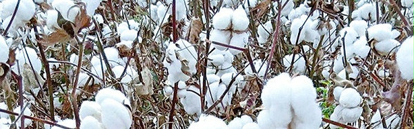 棉花在种植过程中需要什么肥料,风光农业水溶肥