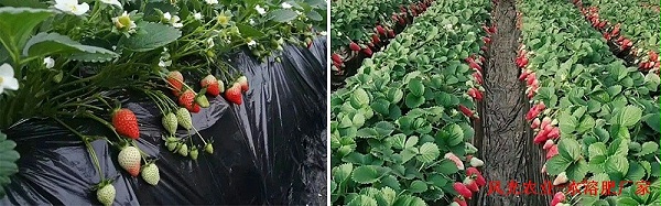 种植草莓该怎样施肥,风光农业水溶肥