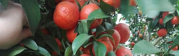 柑橘树施什么肥好-风光农业