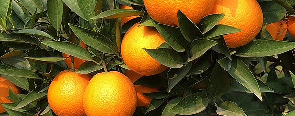 柑橘施什么肥料好-风光农业