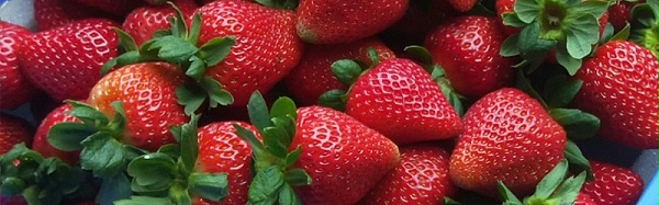 草莓如何施肥长的好,风光农业水溶肥