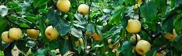 梨树施什么肥产量高-风光农业