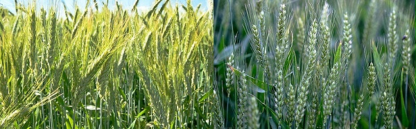 冬小麦高产施什么肥好-风光农业水溶肥