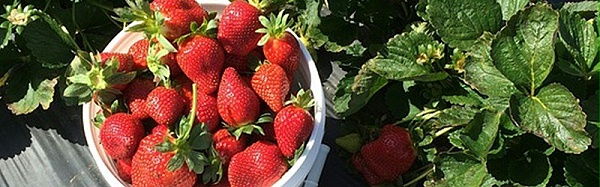 草莓用什么肥料开花多结果多-风光农业