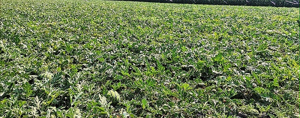 怎样施肥让西瓜又大又甜-风光农业水溶肥