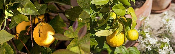 柠檬施肥的四大要点要知道-风光农业水溶肥