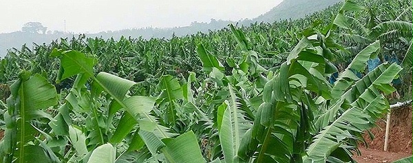 种植香蕉施什么肥好-风光农业