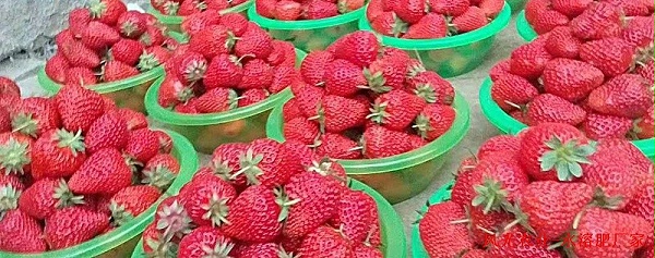 草莓使用风光农业水溶肥效果