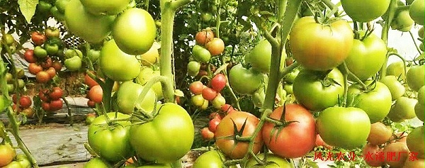 如何减少西红柿病害的发生-风光农业