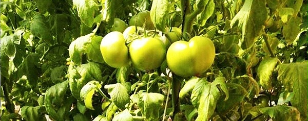如何减少西红柿病害的发生-风光农业