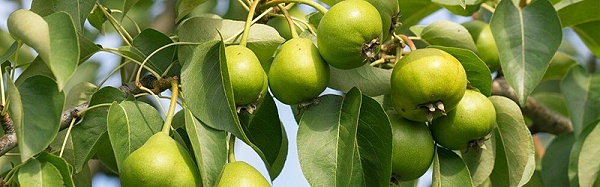 梨树的需肥特点与施肥技术,风光农业水溶肥