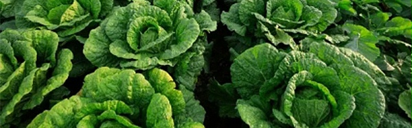 种白菜用什么肥料好-风光农业