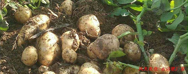 土豆用什么肥料好-风光农业