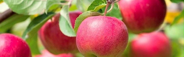 苹果膨大期施什么肥好-风光农业