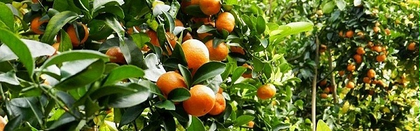 橘子树施什么肥合适,风光农业水溶肥