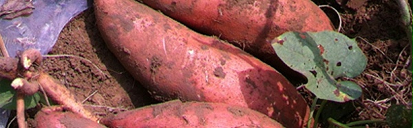 红薯施肥原则,红薯如何使用钾肥,风光农业水溶肥