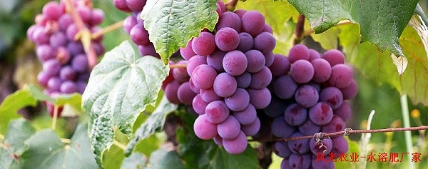 葡萄需要什么肥料-风光农业
